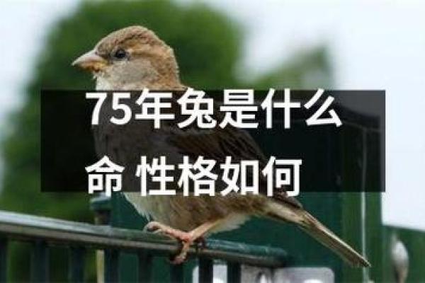 27岁属什么的命，命运与性格的奥秘探讨