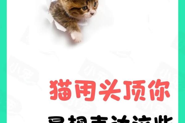 根据命理特点，快来看看适合养猫的人！