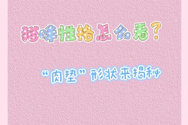 根据命理特点，快来看看适合养猫的人！