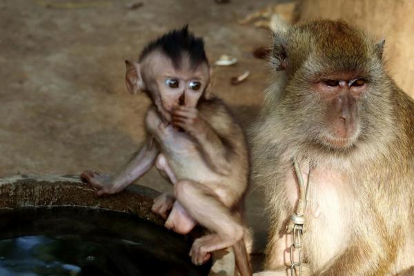 68年猴的人命运解析：聪慧灵动的生肖之旅