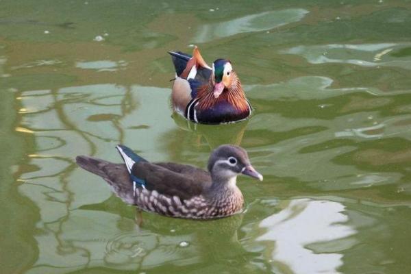 探秘壬午与鸳鸯命的灵性共鸣与人生之道 探秘壬午与鸳鸯命的灵性共鸣与人生之道