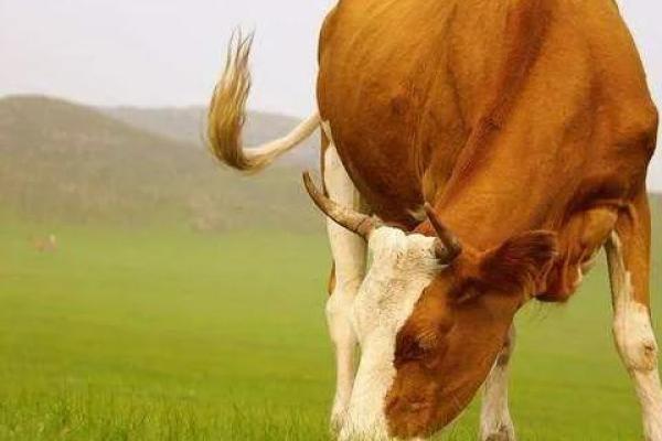 61岁属牛的命运解析：把握生命的牛年财富与健康之道