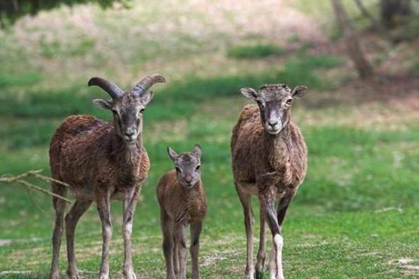 命中注定：27岁羊年出生的人生轨迹与命运解析