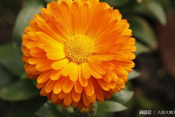 夏天续命神器：如何尽情享受炎炎夏日的清凉秘诀