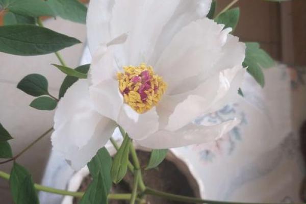 花之命：生命的脆弱与芬芳的交织