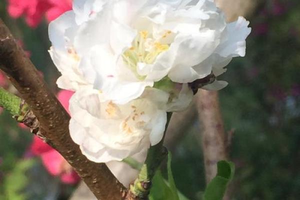 花之命：生命的脆弱与芬芳的交织