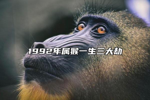 1967年属猴人的命运与性格特征解析