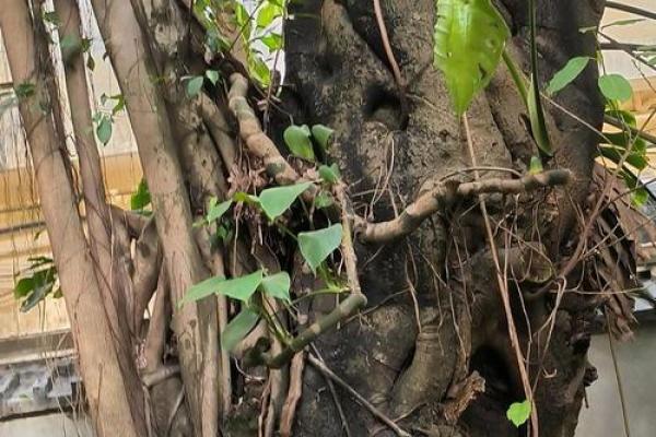 探寻延续生命的奥秘：七种方法助你延长健康岁月