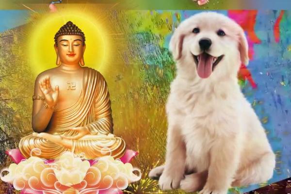 70年狗是什么命？如何能够弥补缺失？