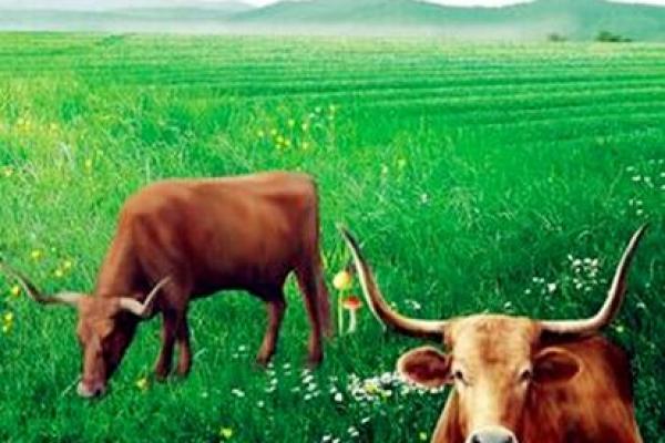 1997年属牛男命解析：性格与命运的深度剖析