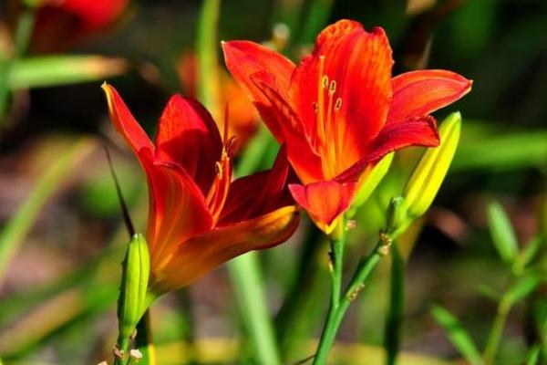 41属鸡的人命运解析：优雅与挑战的交织之旅