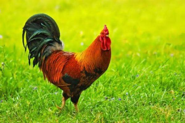 41属鸡的人命运解析：优雅与挑战的交织之旅