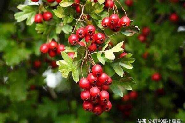 大林木命缺什么颜色？选择合适的颜色助你增运！
