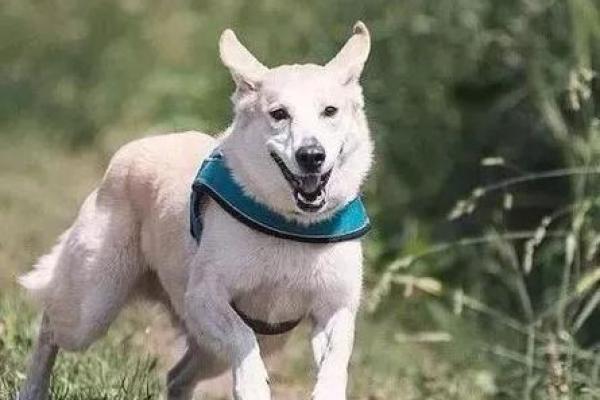 70年是什么狗,这个命你知道吗?一探究竟! 70年是什么狗,这个命你知道吗?一探究竟!