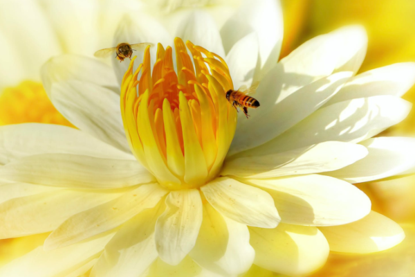 土命之招牌颜色选择,助你事业腾飞与财运顺畅! 土命之招牌颜色选择,助你事业腾飞与财运顺畅!