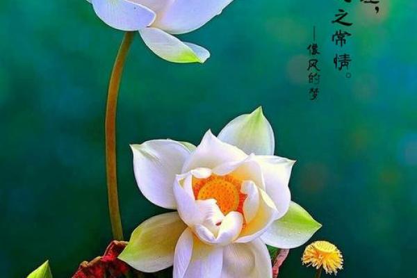 水命人士与菩提:寻找属于你的灵性之旅 水命人士与菩提:寻找属于你的灵性之旅