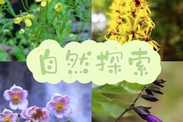 大林木与上等命的秘密：探索人类命运与自然的奇妙联系