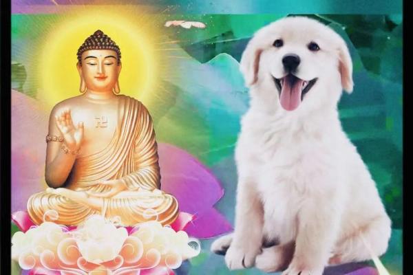 1994年属狗人的命运与生肖缺失探秘