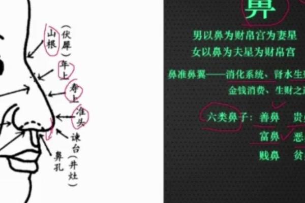 揭秘鼻子山根高的命理：从面相看人生运势
