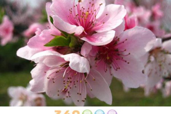 桃花命：缘分之美与命运的交织
