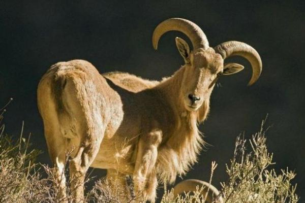 1993年出生命运解析：羊年人的独特魅力与挑战