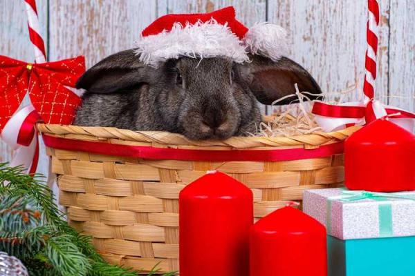 1994年属羊人的命运分析与生活智慧