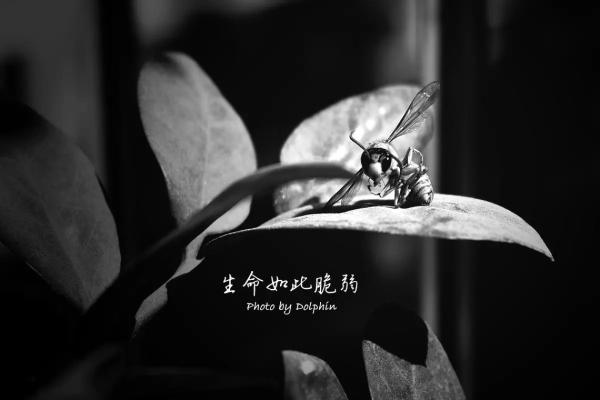 命运无常，浮世如梦——生命的脆弱与坚韧之歌