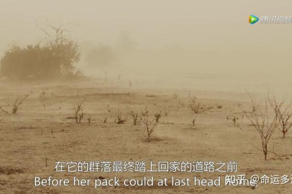 命运的波折：为何我总是行走在坎坷的道路上