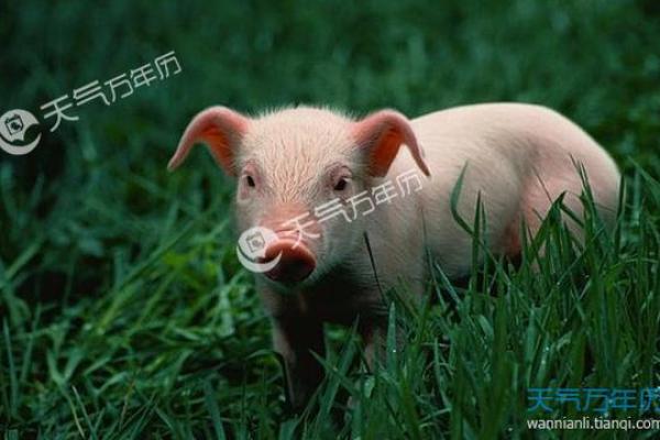 1995年出生的猪：生命中的幸运与挑战之旅