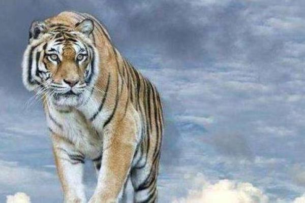 55属虎之命，解析其性格与发展运势的奥秘