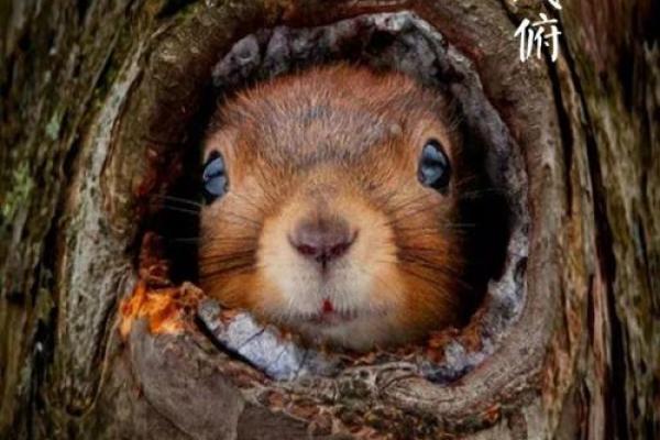 秋天出生的人：他们的命运与喜好揭秘