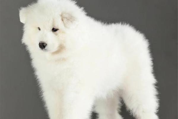 1994年属狗的人：性格特征与命运解析