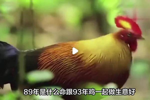 2005年酉鸡:这一年的命运与性格解析 2005年酉鸡:这一年的命运与性格解析