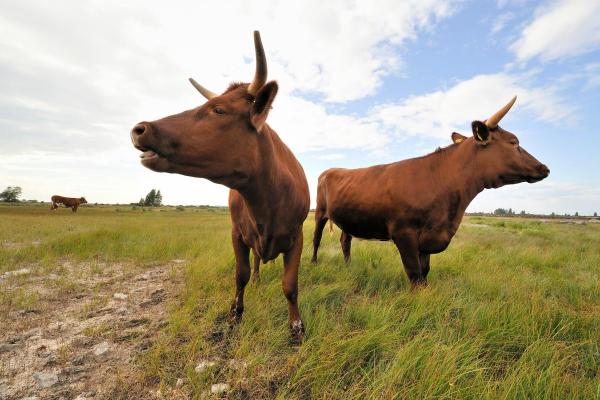 1997年属牛：坚韧不拔的人生轨迹与命理启示