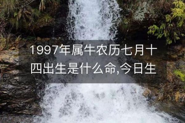 1997年属牛：坚韧不拔的人生轨迹与命理启示