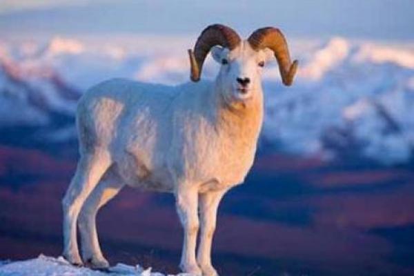 30岁属羊的命运解析：开启人生新篇章的智慧与机遇