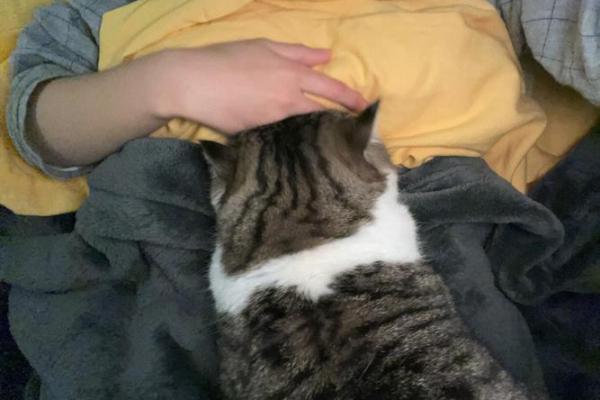 加菲猫为何命短:快乐与健康背道而驰的代价 加菲猫为何命短:快乐与健康背道而驰的代价