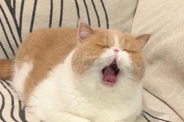 加菲猫为何命短:快乐与健康背道而驰的代价 加菲猫为何命短:快乐与健康背道而驰的代价