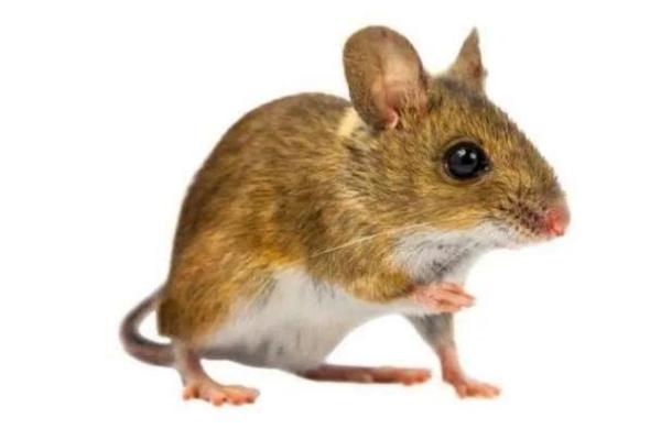 1996年的生肖与命运:探索鼠年人独特的特点与未来发展 1996年的生肖与命运:探索鼠年人独特的特点与未来发展