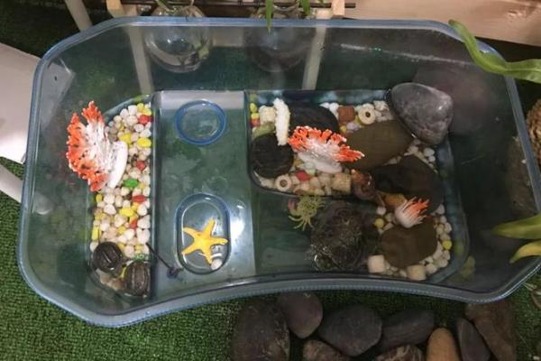 探秘乌龟长寿之谜:它的生命密码是什么? 探秘乌龟长寿之谜:它的生命密码是什么?