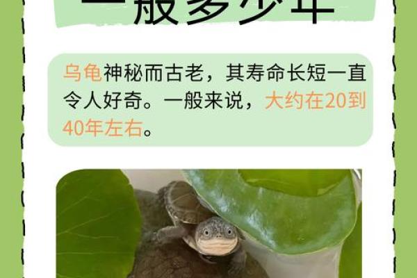探秘乌龟长寿之谜:它的生命密码是什么? 探秘乌龟长寿之谜:它的生命密码是什么?
