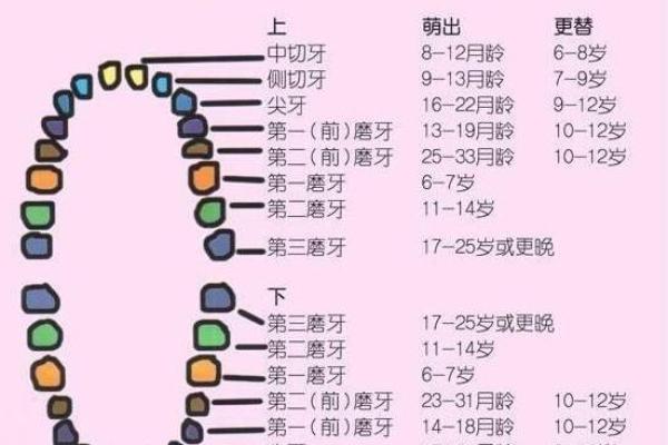 20颗牙齿的命运：从牙齿看人生的哲理与启示