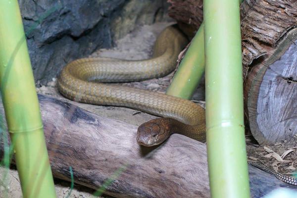 1995年出生的蛇命人：智慧与决策的代名词