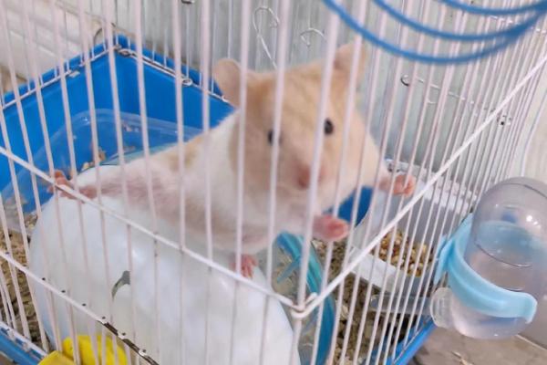 仓鼠短命的秘密：探寻小生命背后的生物学原因与生活影响