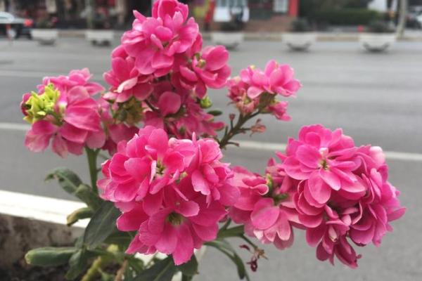 探索木命者的花卉选择：与自然共舞的花香之旅