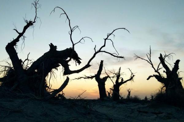 2003年6月的变迁：生命的轮回与希望的绽放