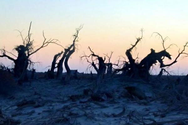 2003年6月的变迁：生命的轮回与希望的绽放