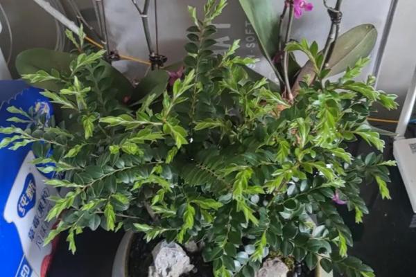 属什么命种什么花最旺，花开富贵运连连！