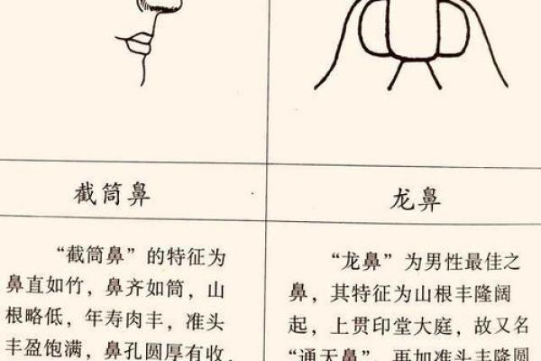 1994年出生的丑时命:命运与人生的深度解析 1994年出生的丑时命:命运与人生的深度解析