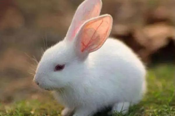 48岁兔子的命运揭示:如何把握人生的转机与财富机遇 48岁兔子的命运揭示:如何把握人生的转机与财富机遇